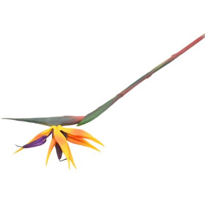Kwiat rajski pojedyczny strelicja 77 cm żółty
