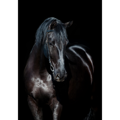 Obraz 100 x 70 cm Koń Czarny